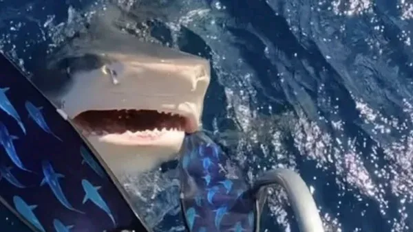Em vídeo, mulher escapa de mergulhar diretamente na boca de tubarão