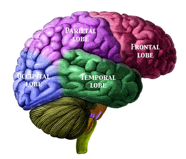 Brain Regions1