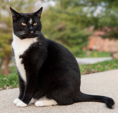 Black And White Cat Breeds Tuxedo