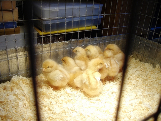 pictures of baby chicks