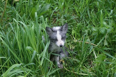 Rare Pets Seen On www.coolpicturegallery.us