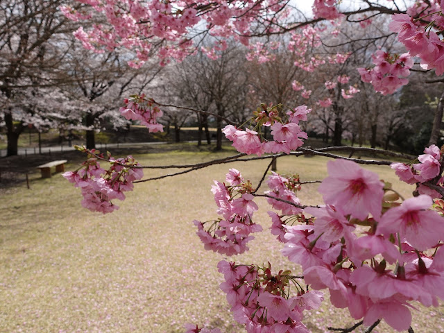 とっとり花回廊　桜の広場　満開の河津桜