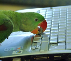 funny animals, parrot broke keyboard