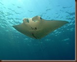 Mantarraya oceanica