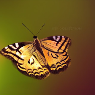 Beautiful Yellow Colour Butterfly flying pic.