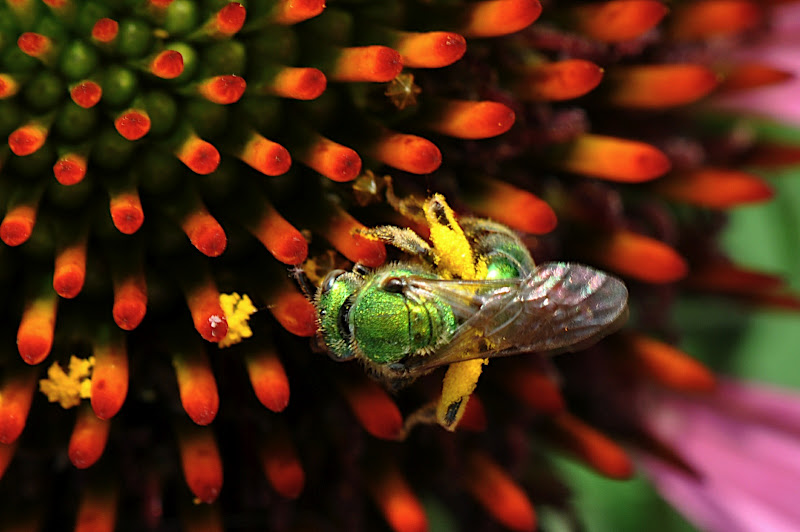 GREEDY... Tiny Pollen Gatherer in Coneflower