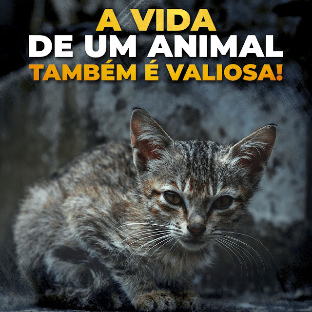 Animais merecem respeito e viver com dignidade