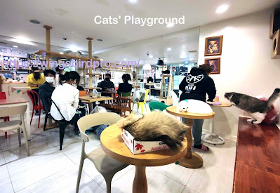 Cat Cafes In Seoul