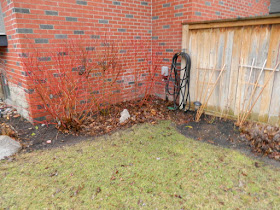 Leaside Backyard  Spring Cleanup Before by Paul Jung Gardening Services--a Toronto Organic Gardening Company