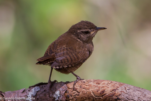 CHOCHIN COMUN - Troglodytes Troglodytes