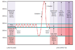 Kapasitas Vital dan Volume Total Paru-Paru Manusia