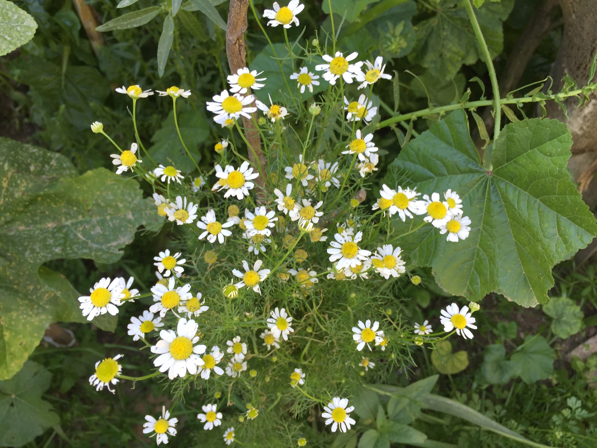 Chamomile is easy to grow and it's one of the most beneficial herbs. This aromatic herb has a long history of medicinal use dating back to ancient Egypt. In addition to acting as a natural sedative, chamomile possesses antibacterial, anti fungal, anti-inflammatory, antioxidant, antispasmodic, and antiviral properties.