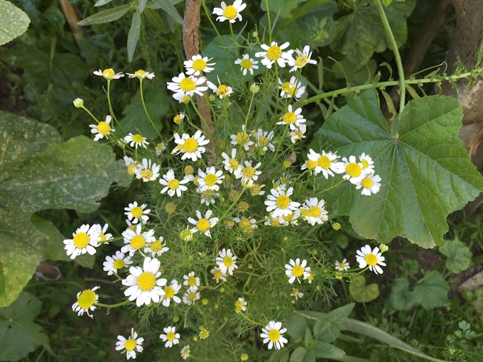 How to Grow Chamomile