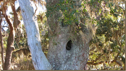 harris neck nwr_072