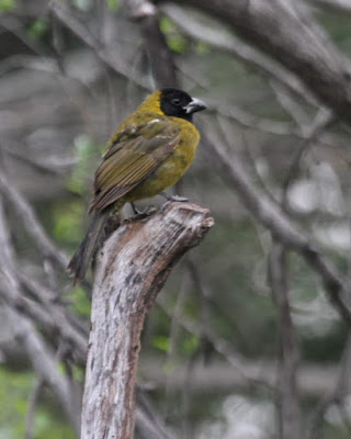 Picogrueso acollarado (Caryothraustes celaeno)