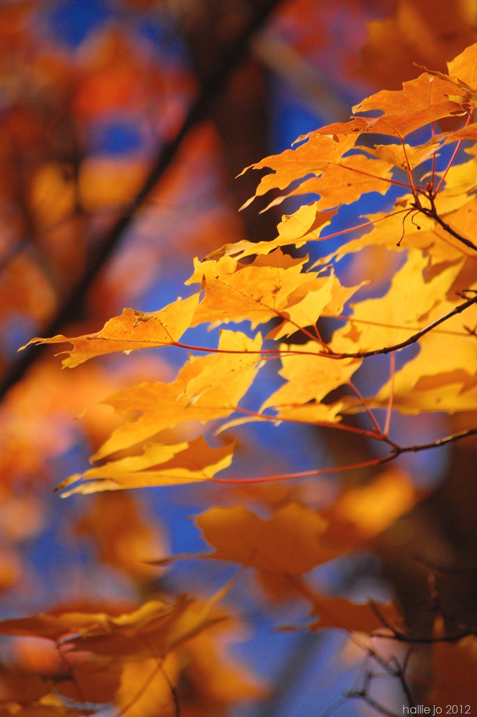 leaves6