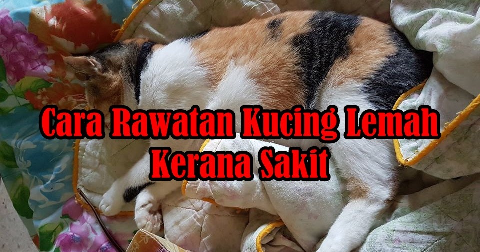 Cara Merawat Kucing Lemah  Eintan Nurfuzie  Lifestyle, Beauty 