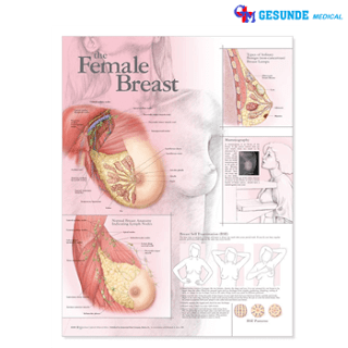 Anatomical Chart Sistem Payudara Perempuan