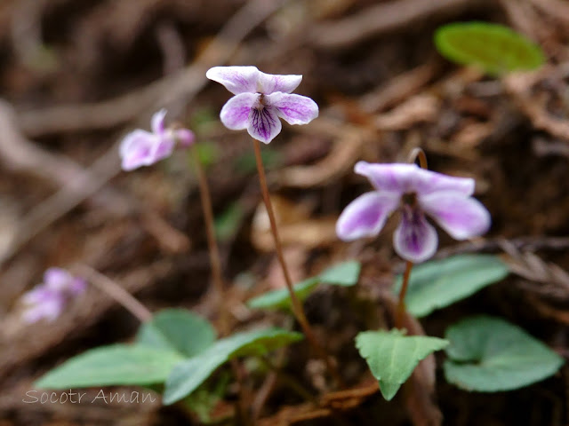 Viola*pseudomakinoi