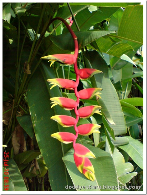 heliconia flower bunga pisang-pisangan