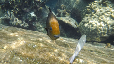 Thailandia 2015 Snorkeling fish