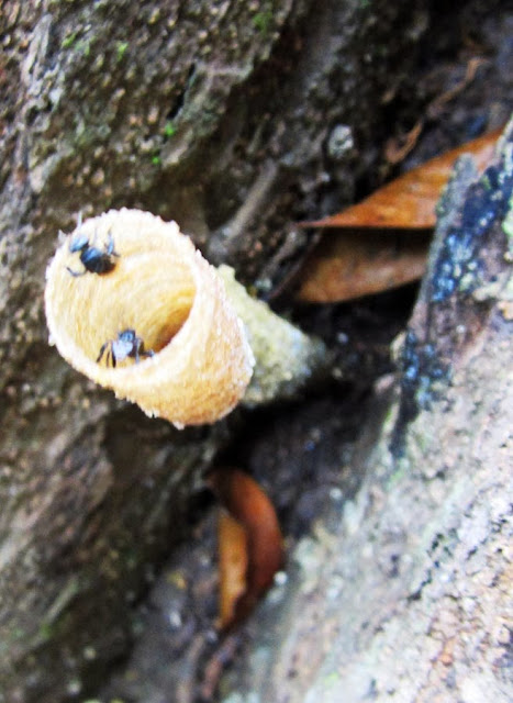 mouth of bee hive