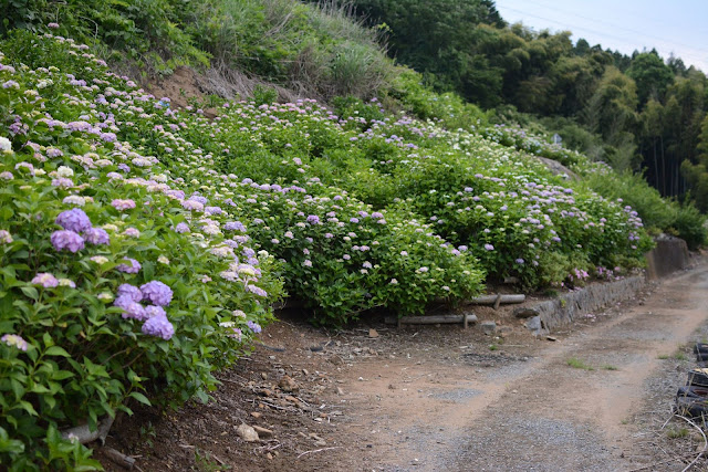 南指原ほたるの里紫陽花