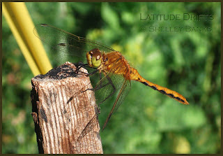 Meadowhawk dragonfly - photo by Shelley Banks