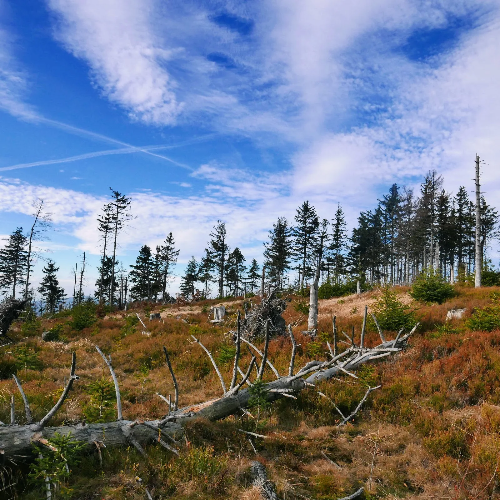 Szlak w Beskidzie Śląskim. Wisła na weekend. Malinowska Skała. Beskid Śląski atrakcje. Beskid Śląski mapa. Beskid Śląski szczyty. Pętla Cieńkowska. Beskid Śląski z dzieckiem. Beskid Śląski rodzinnie.