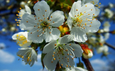 Suaves y perfumadas flores de manzana bajo el cielo azul