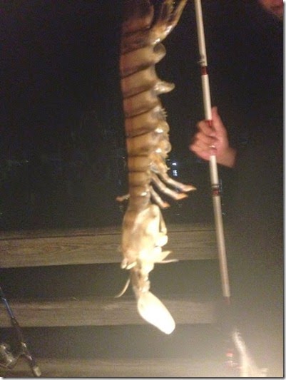 camaron gigante estados unidos