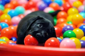 Cute dogs (50 pics), dog pictures, puppy plays in ball pit
