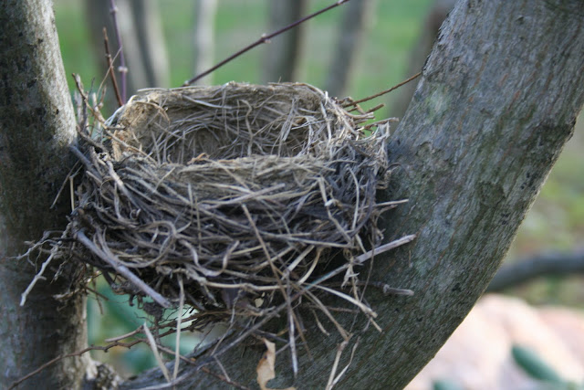 Birds Nest Tree