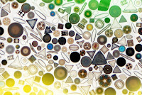 A variety of marine diatoms. [Image Credit: Wikimedia Commons (edited by MIT News)] Click to Enlarge.