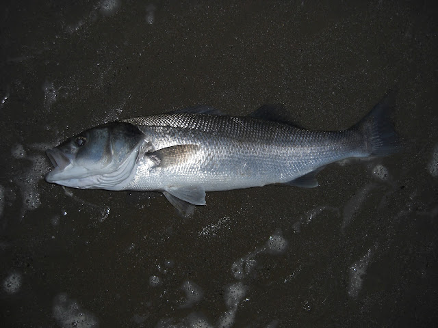 Berkley Gulp Fish Fry