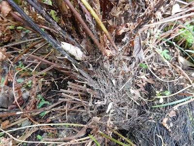 小葉複葉耳蕨的根莖