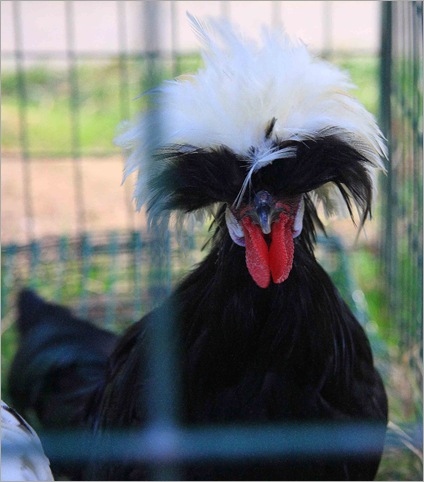 Gallina