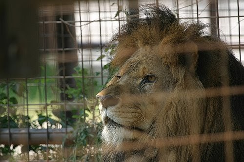 Blog About Cats: Exotic Big Cats for Sale