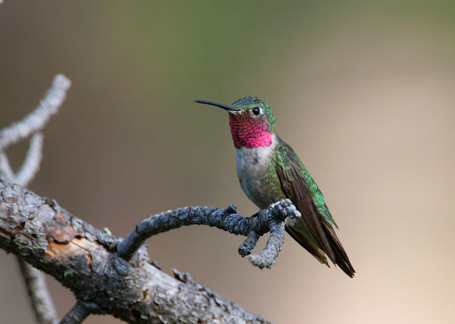 Pictures Of Hummingbird