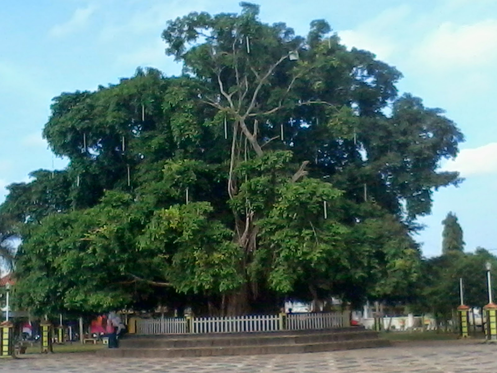 Asal Pohon  Beringin  materi siswa sekolah pohon  beringin  
