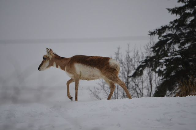 An adult pronghorn walks through the snow.