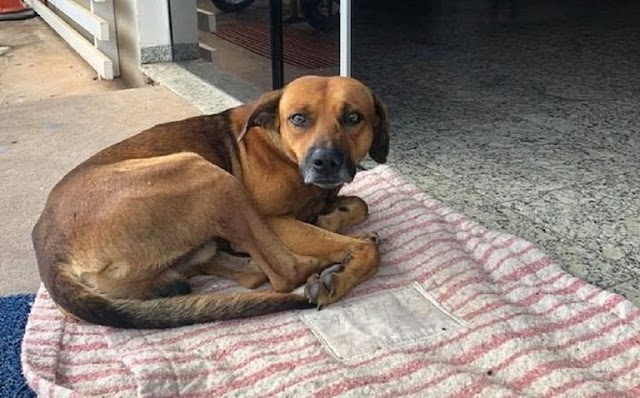 Cachorro espera em porta de hospital dono que morreu há 4 meses