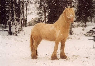 world's beautiful horses