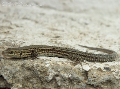 http://www.biodiversidadvirtual.org/reptiles/Podarcis-liolepis-img18783.html