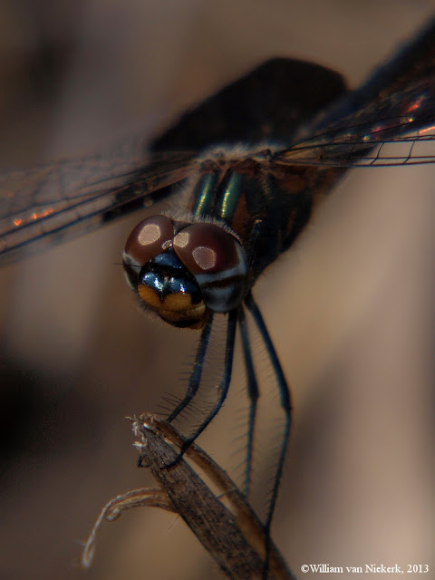 Rhyothemis semihyalina, Chongwe, Lusaka, Zambia