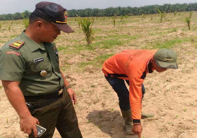 Lettu ST. Manihuruk bersama Babinsa Memonitor Perkembangan Tanaman Jagung di Desa Tanjung Jati