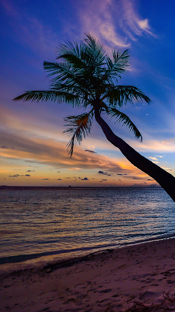Coconut, Trees, Beach, Clouds, Hd, Sky, Nature Images.