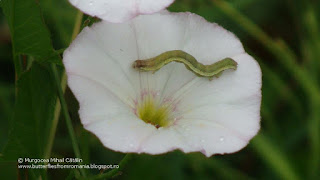Acontia (Emmelia) trabealis caterpillar DSC117416