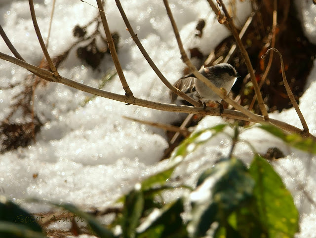 Aegithalos caudatus