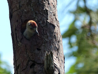 Melanerpes rubricapillus - Pic à couronne rouge